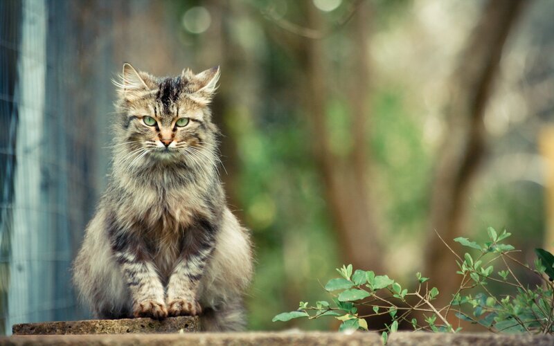 fluffy cat on a wall