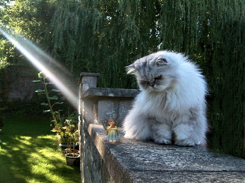 fluffy cat on a wall