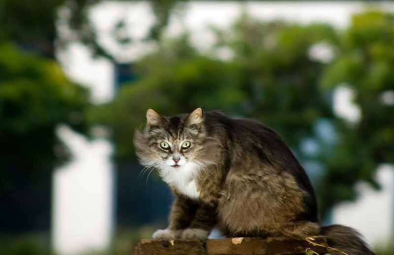 fluffy cat on a wall