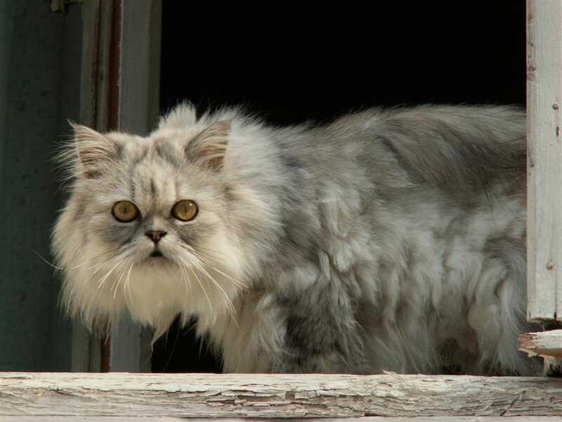 fluffy cat on a windowsill