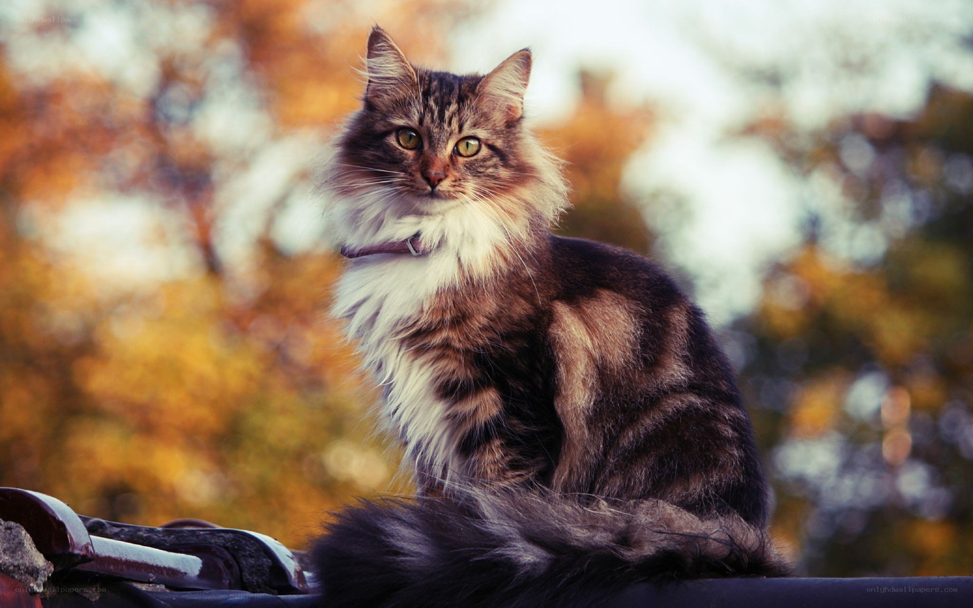 fluffy cat on autumn day