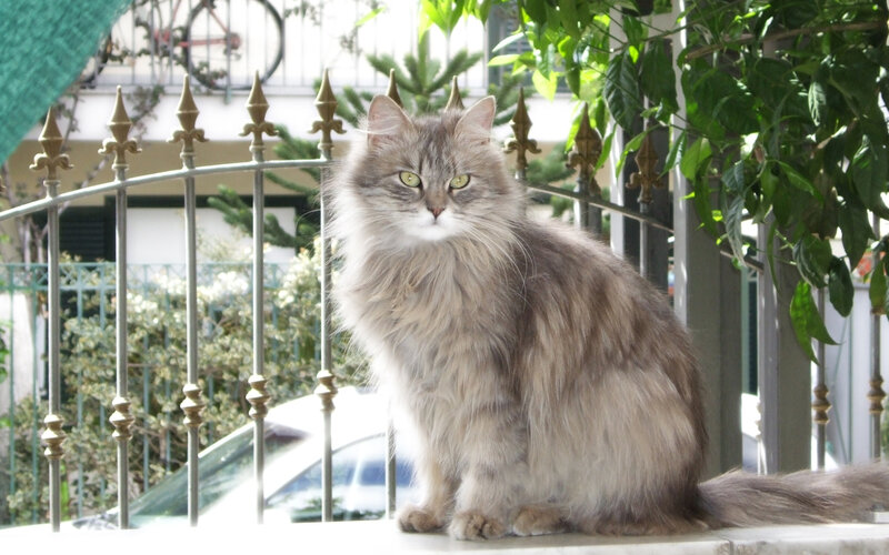 fluffy cat on balcony