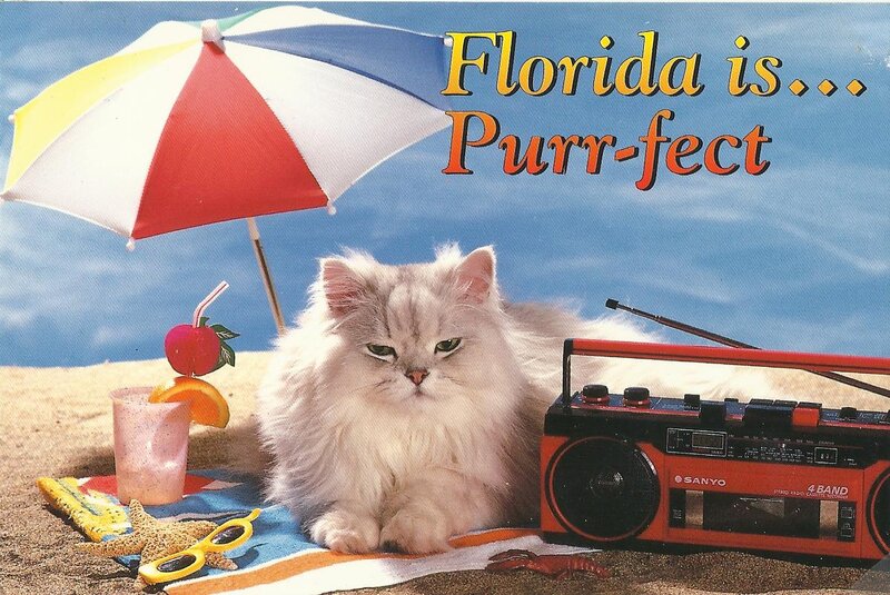 Fluffy Cat on Beach — Blue