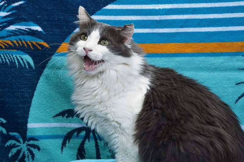 fluffy cat on beach towel