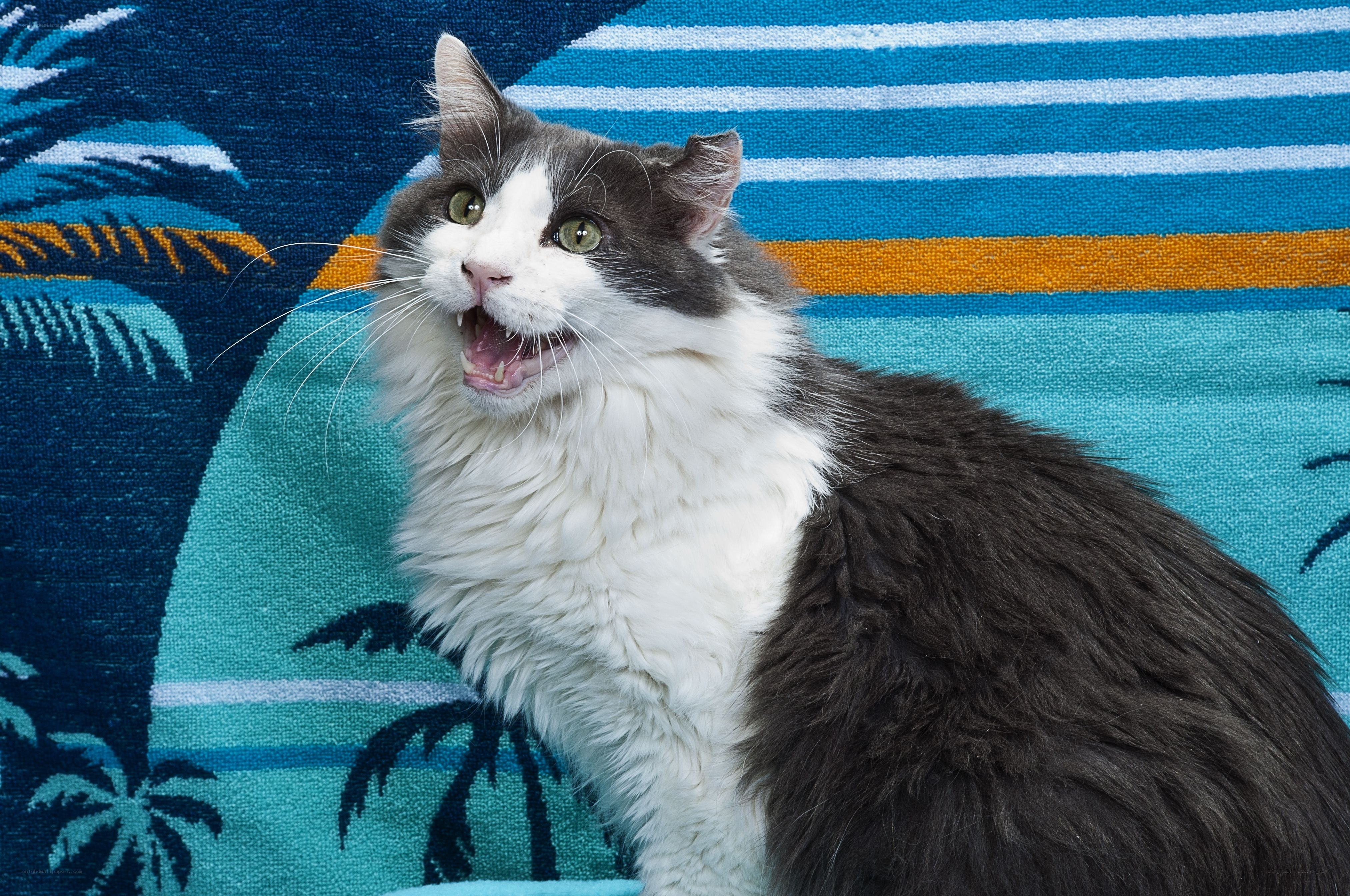 fluffy cat on beach towel