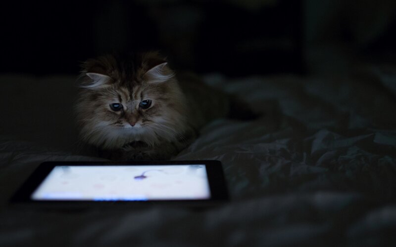 Fluffy Cat on Bed — Black, Dark, Night