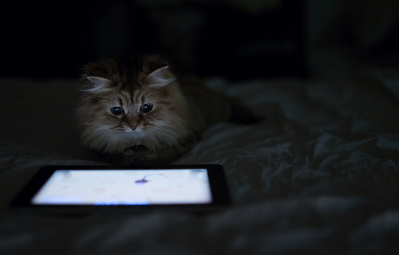 Fluffy Cat on Bed — Black