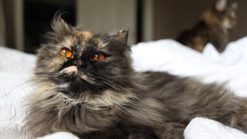 Fluffy Cat on Bed — Gray