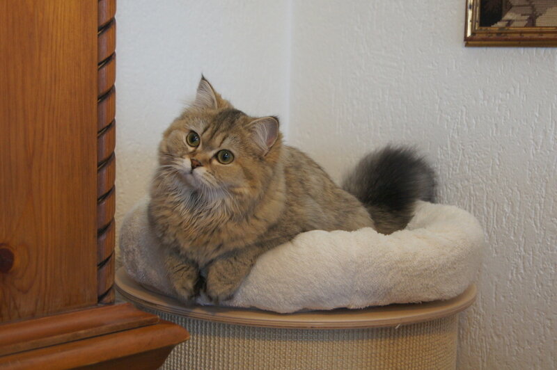 Fluffy Cat on Bed