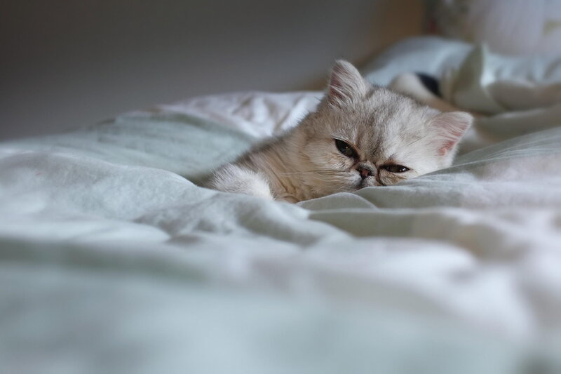 Fluffy Cat on Bed — White, Calm, Photograph