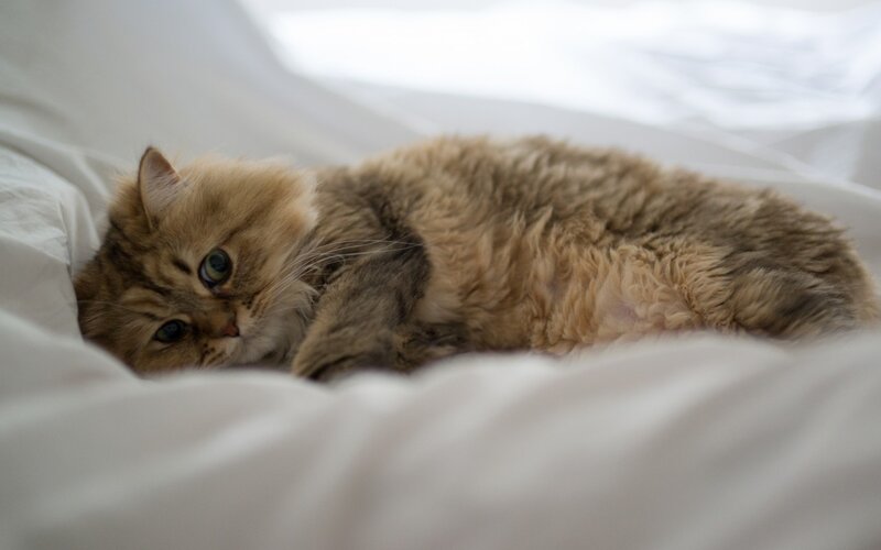 Fluffy Cat on Bed — White