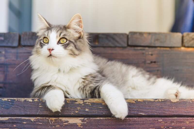 Fluffy Cat on Bench — Brown, Calm, Afternoon