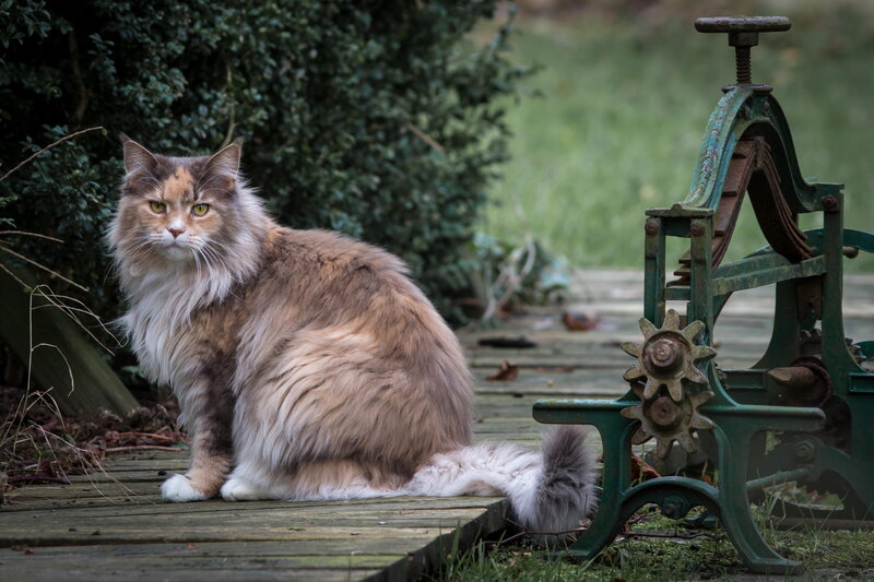 Fluffy Cat on Bench — Brown, Calm