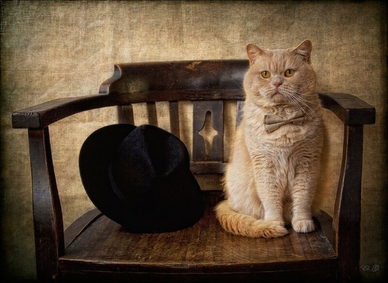 Fluffy Cat on Bench — Brown, Dramatic