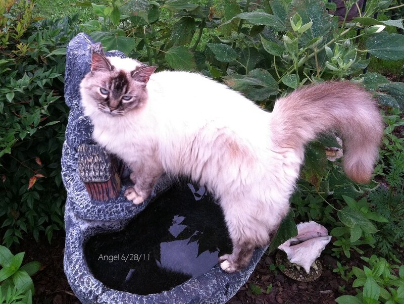 Fluffy Cat on Birdbath