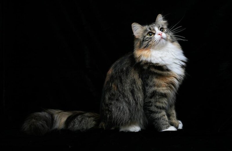 fluffy cat on black background