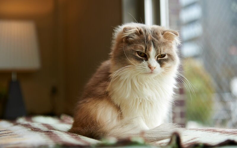 Fluffy Cat on Blanket — Brown, Calm
