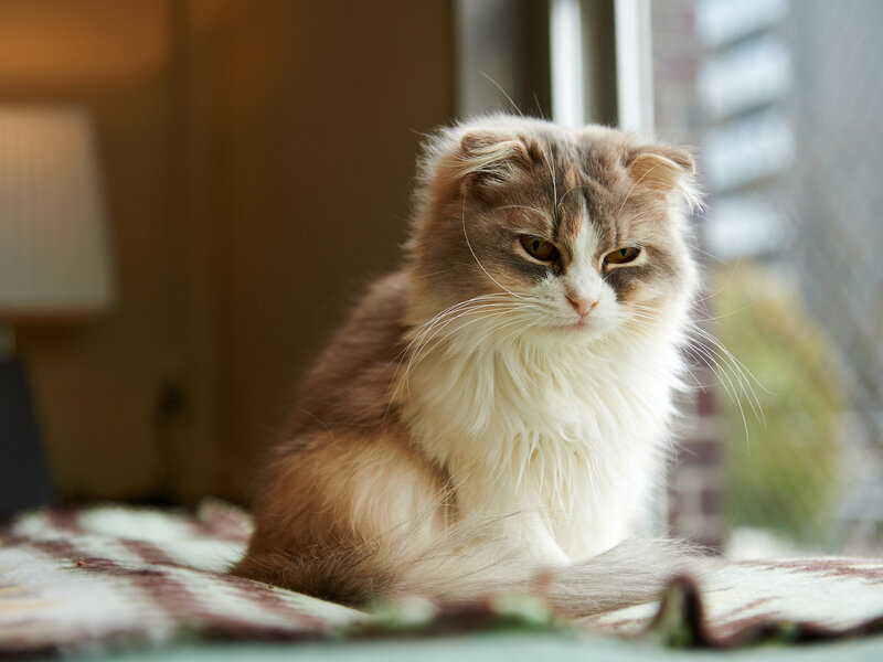 Fluffy Cat on Blanket — Brown