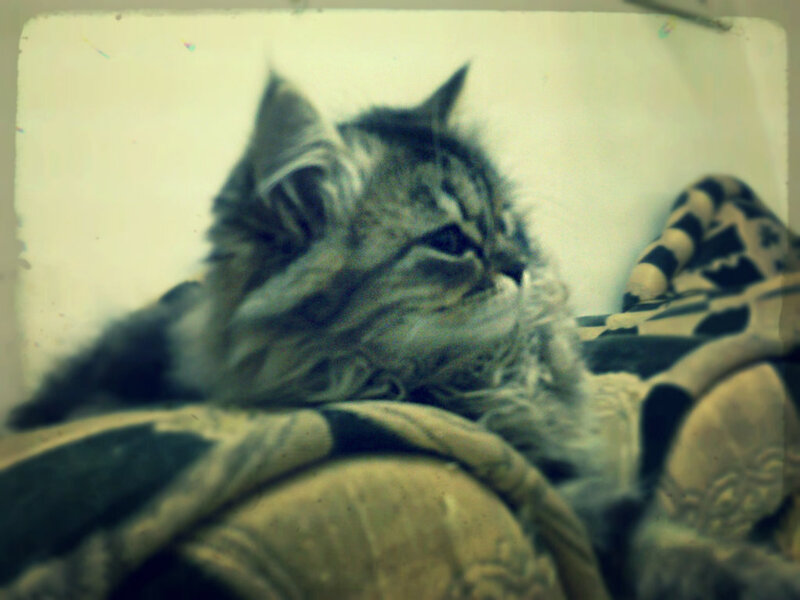Fluffy Cat on Blanket — Gray