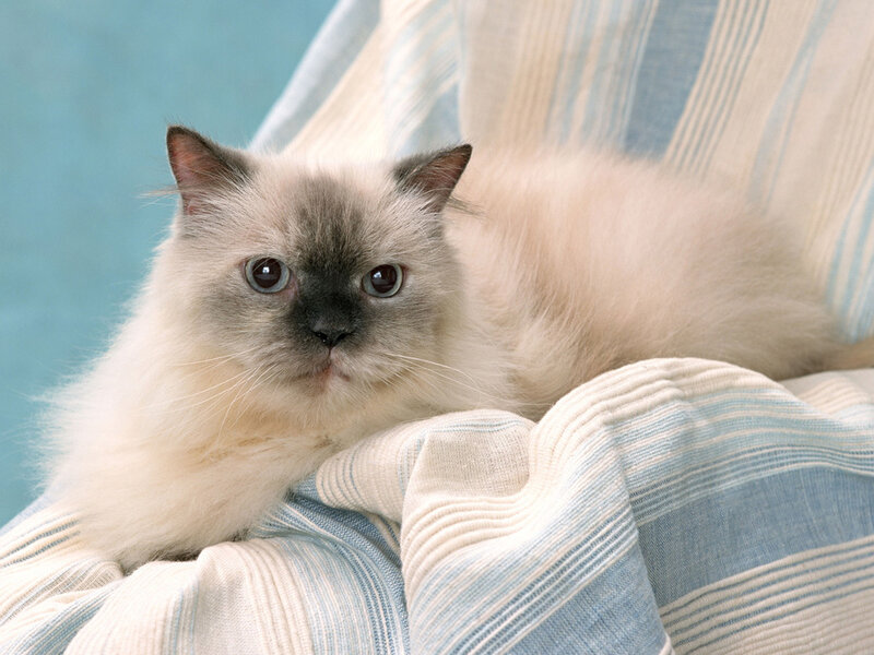 Fluffy Cat on Blanket