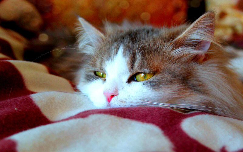 Fluffy Cat on Blanket — White