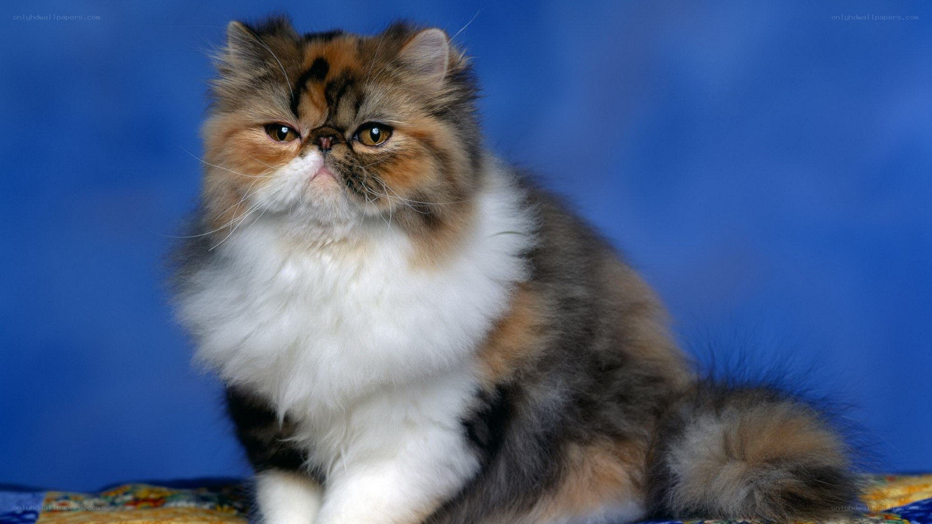 fluffy cat on blue background