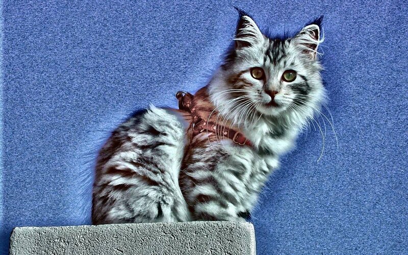 fluffy cat on blue background