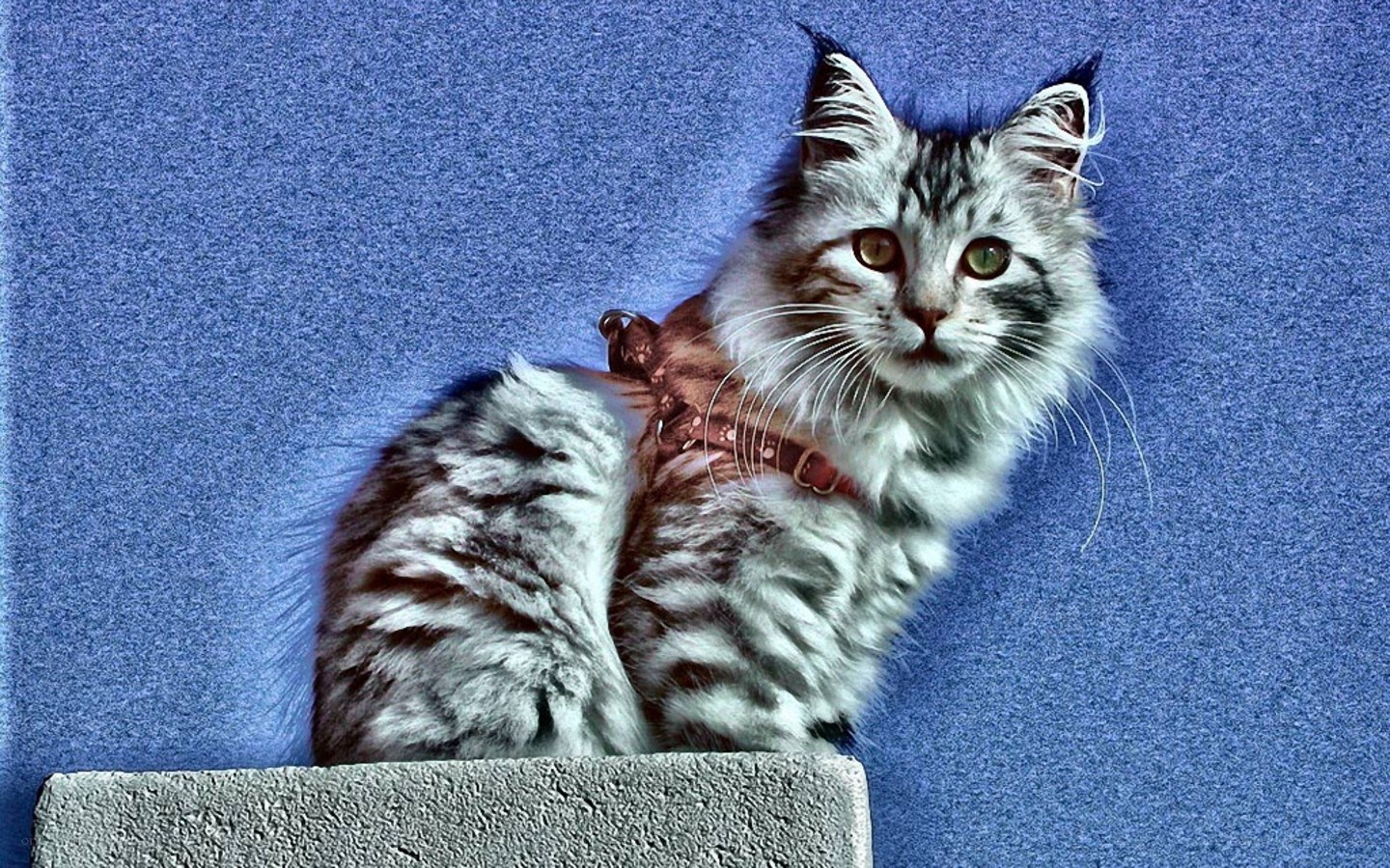fluffy cat on blue background