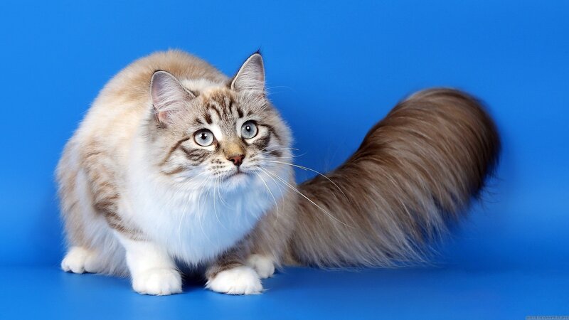 fluffy cat on blue background