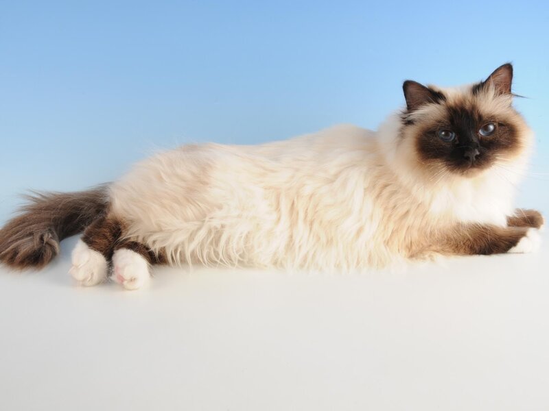 fluffy cat on blue background