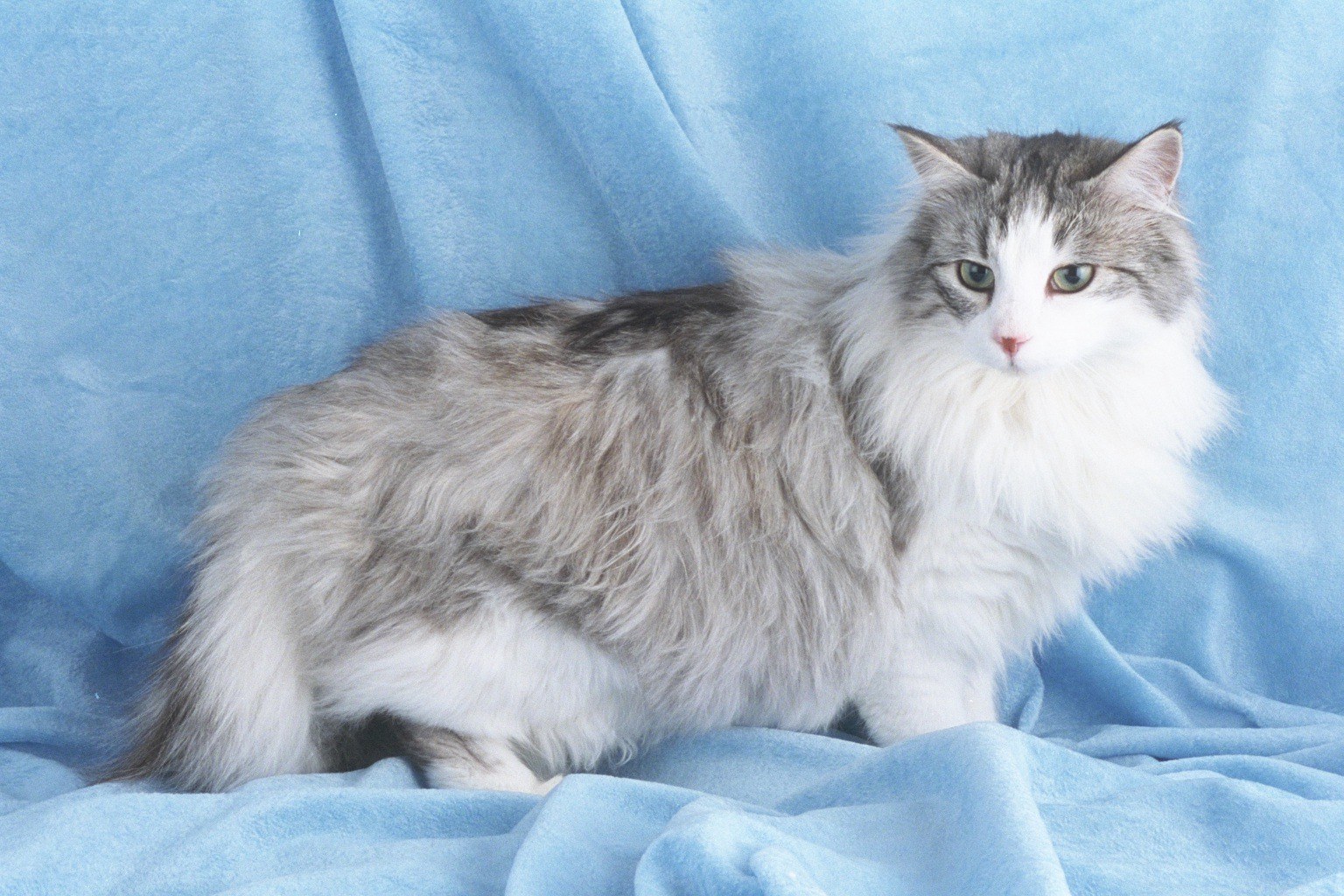 fluffy cat on blue blanket