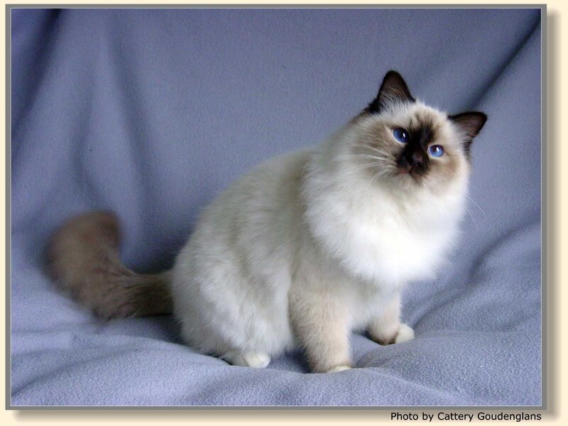 fluffy cat on blue blanket