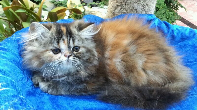 Fluffy Cat on Blue Blanket — Calm