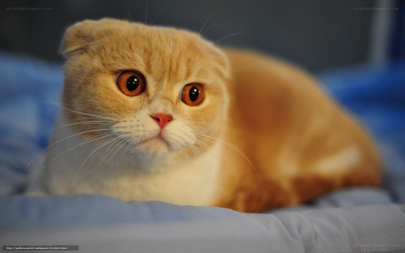 fluffy cat on blue blanket