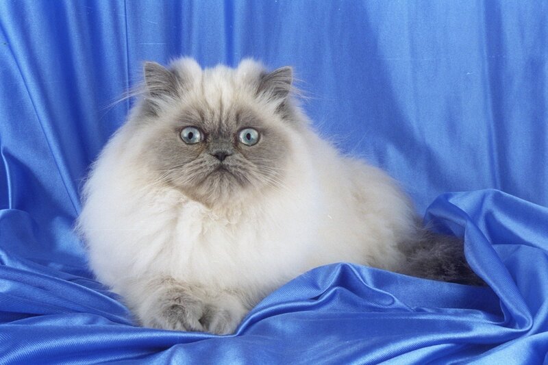 Fluffy Cat on Blue Cloth — Calm, Photograph