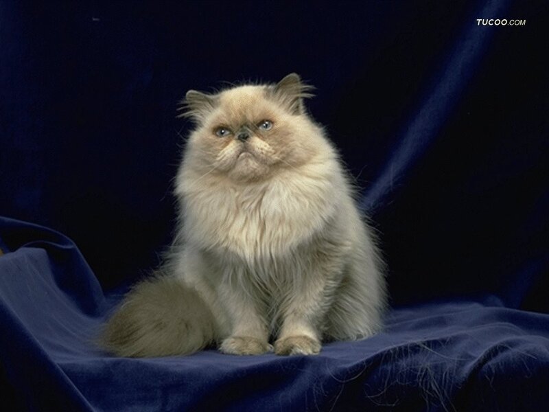 Fluffy Cat on Blue Cloth — Calm