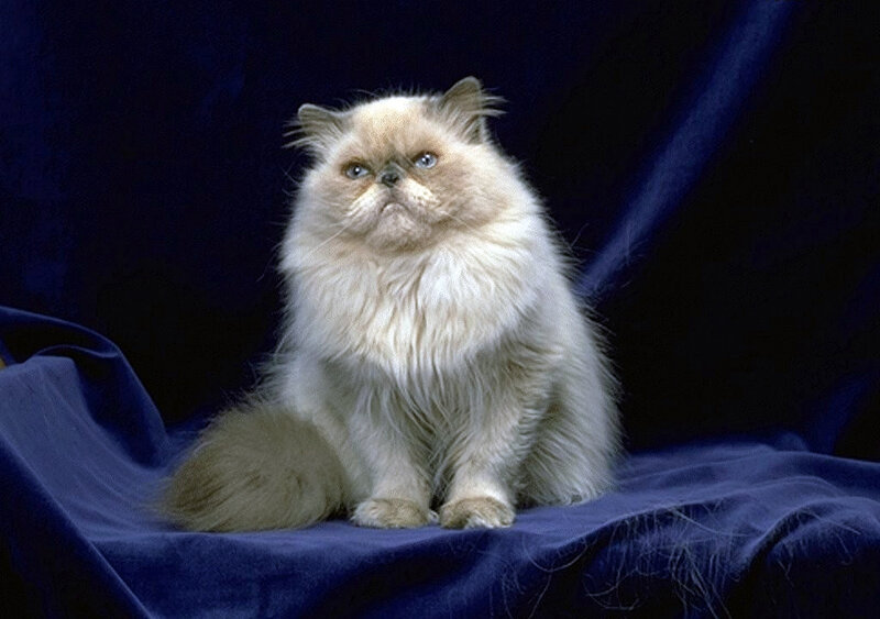 fluffy cat on blue cloth