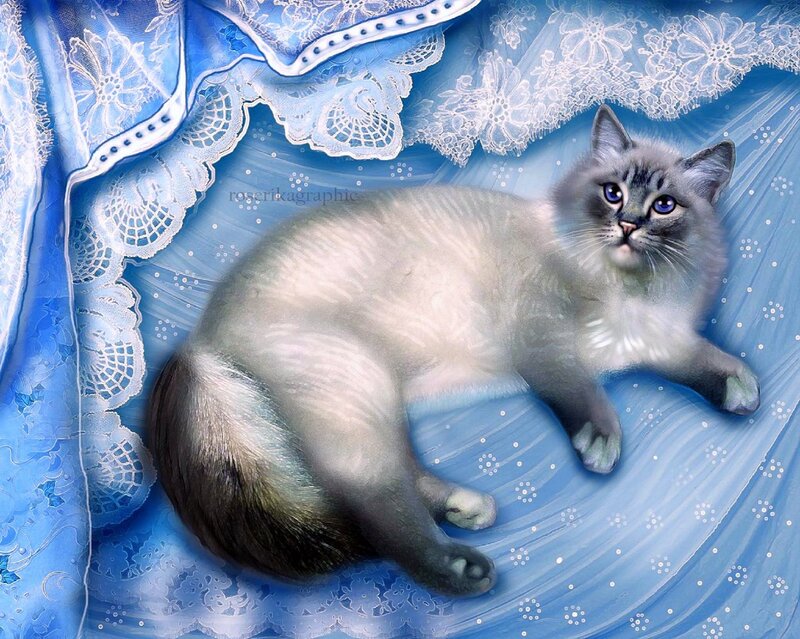 Fluffy Cat on Blue Fabric — Serene