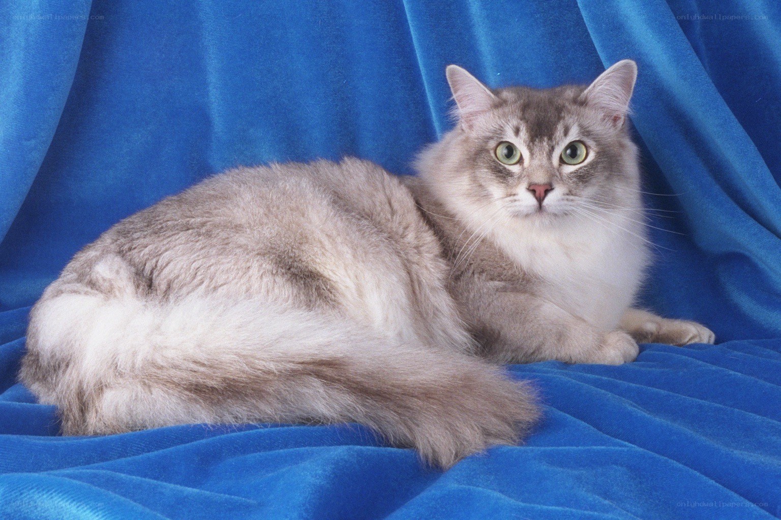 fluffy cat on blue fabric