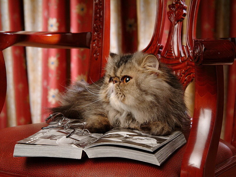 Fluffy Cat on Book