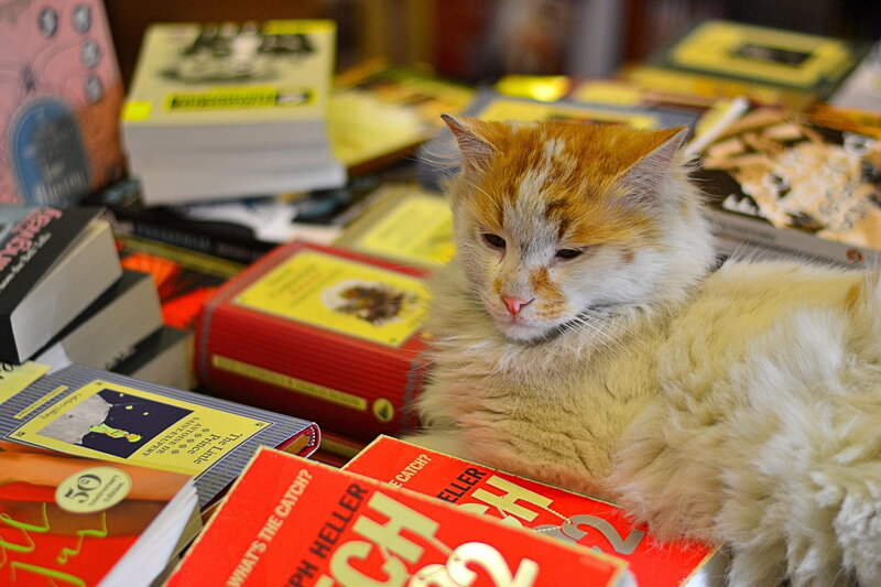 Fluffy Cat on Books — Orange