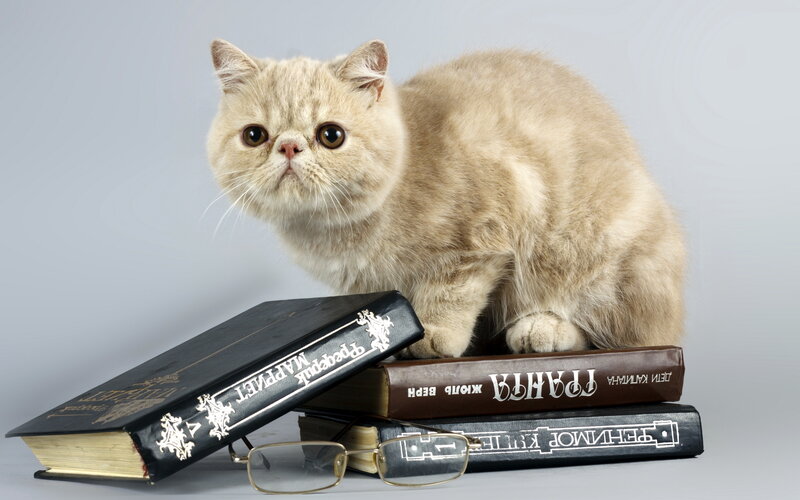 Fluffy Cat on Books