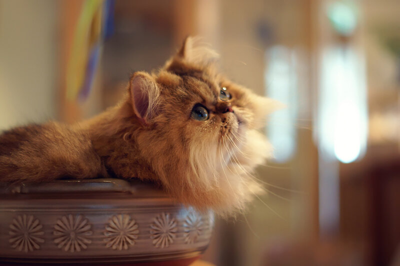 Fluffy Cat on Bowl
