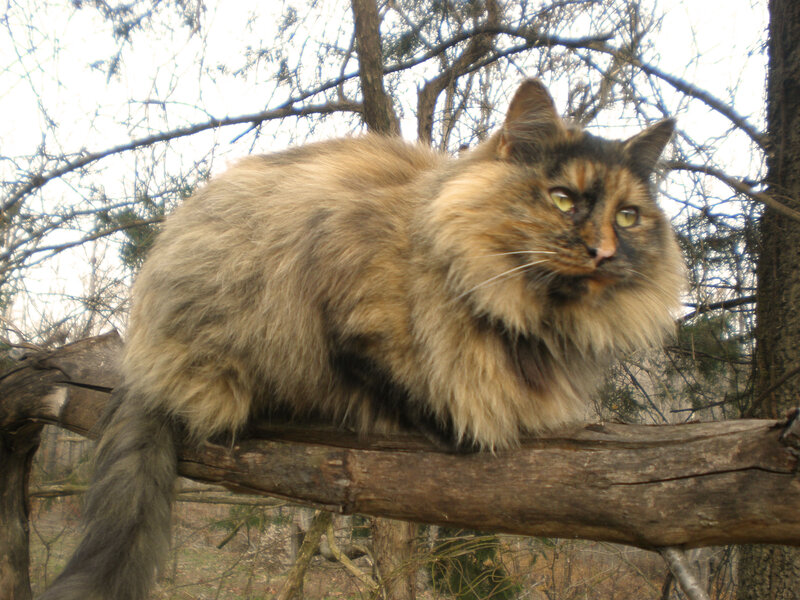 Fluffy Cat on Branch