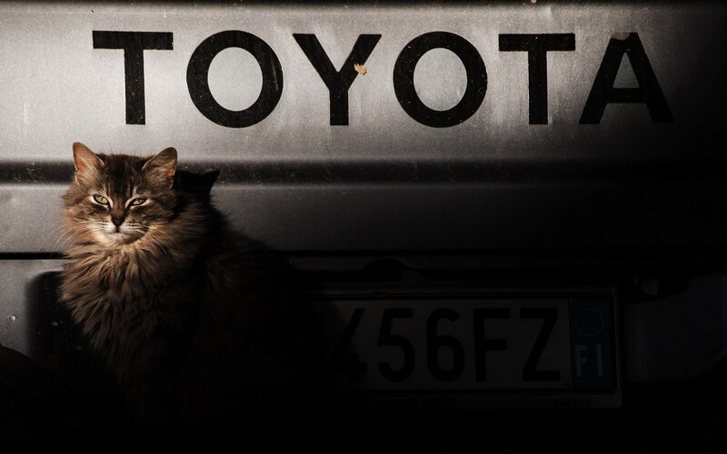 Fluffy Cat on Car