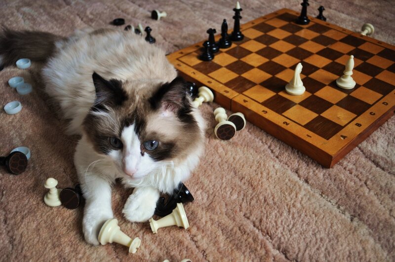 Fluffy Cat on Carpet — Brown, Calm, Photograph