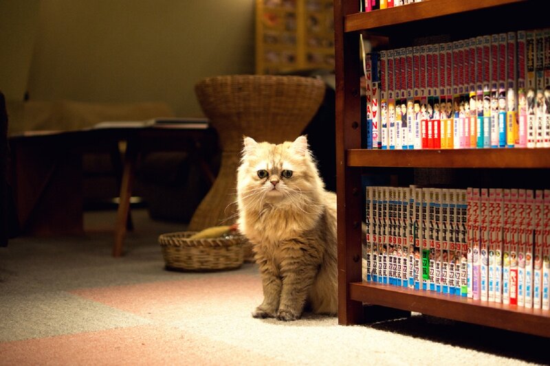 Fluffy Cat on Carpet — Brown, Calm