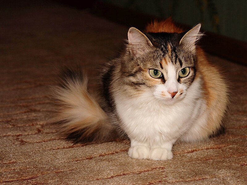 Fluffy Cat on Carpet — Brown