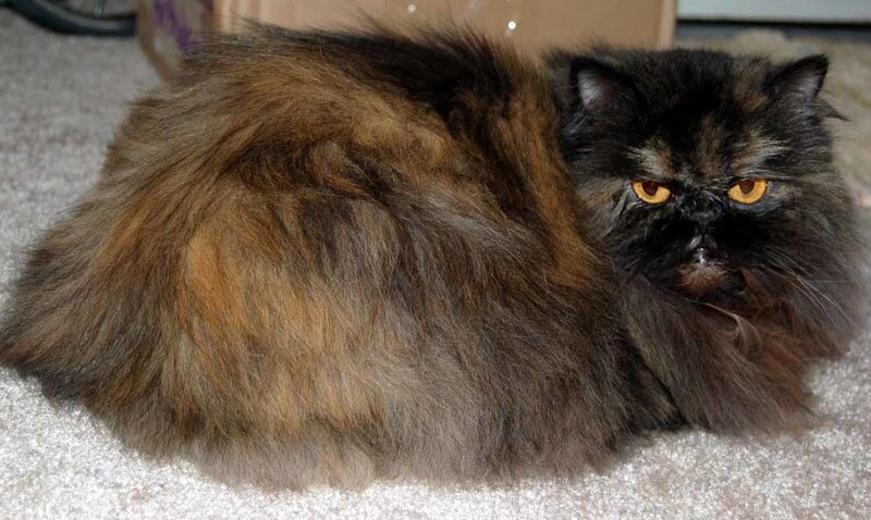 fluffy cat on carpet