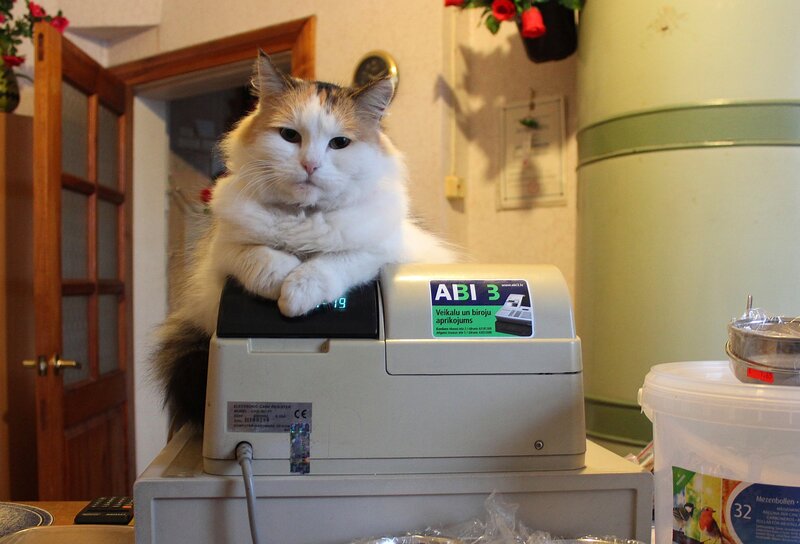 Fluffy Cat on Cash Register